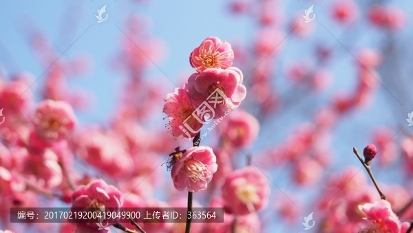 梅花