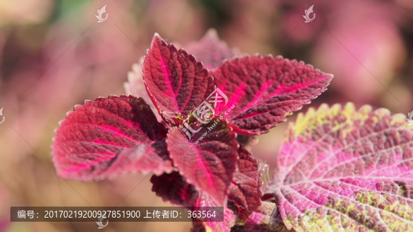 植物