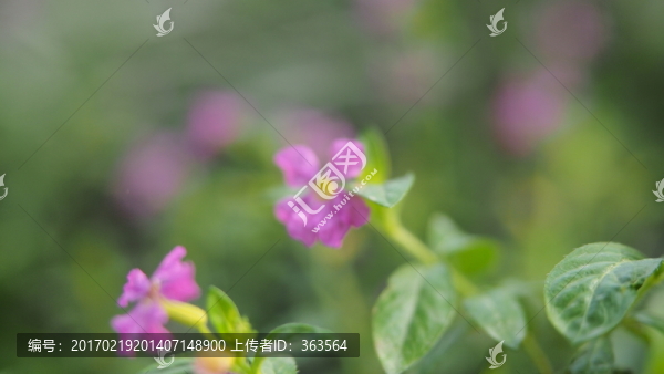 植物