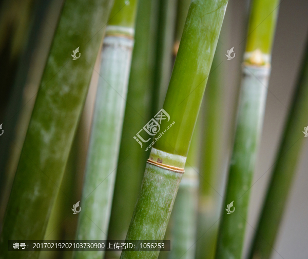 青竹
