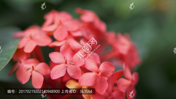植物