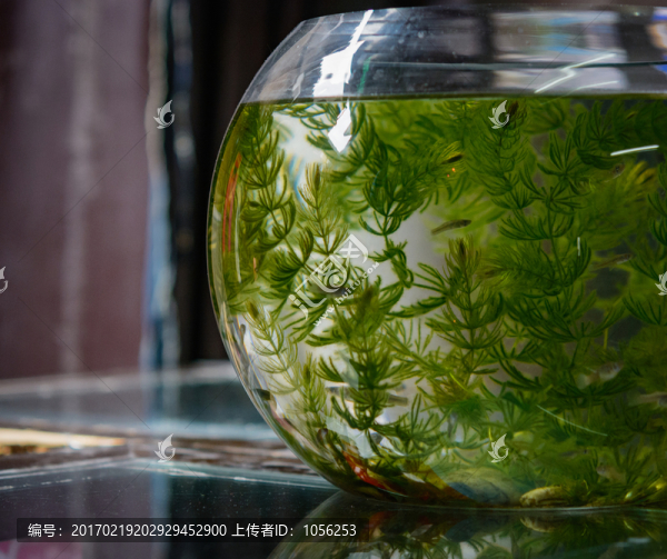 魚缸
