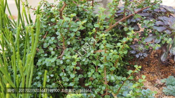 植物