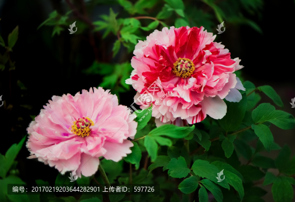 唯美牡丹