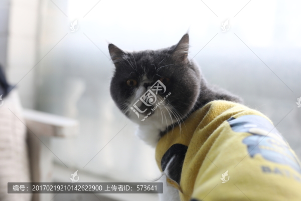 加菲貓