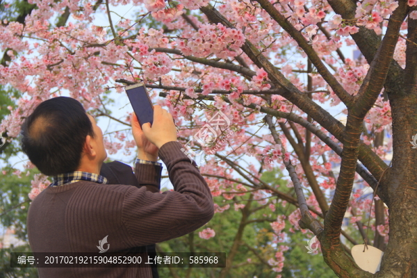 賞櫻花拍櫻花看櫻花