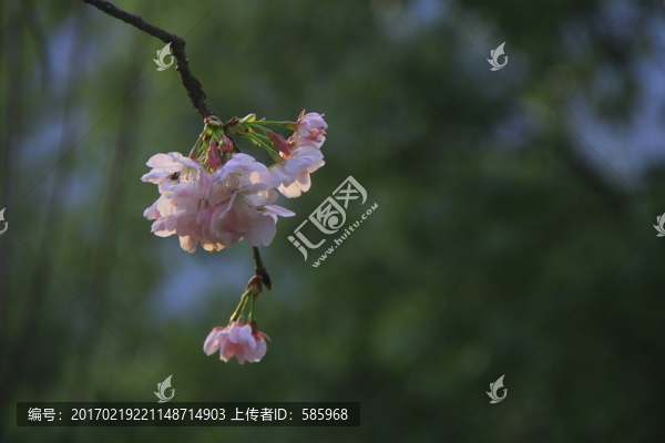 早櫻櫻花