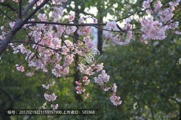 早櫻櫻花