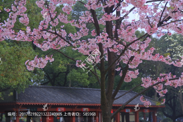 早櫻櫻花