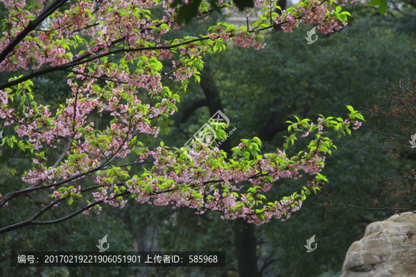 早櫻櫻花