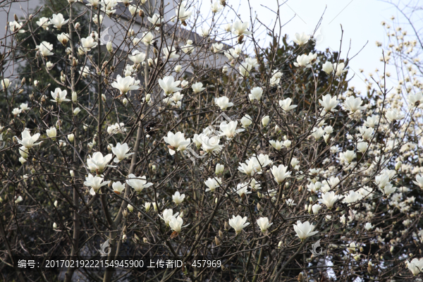 玉蘭花