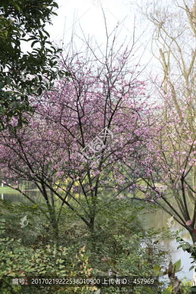 桃花