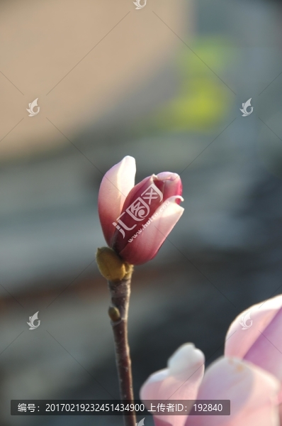 花,玉蘭花