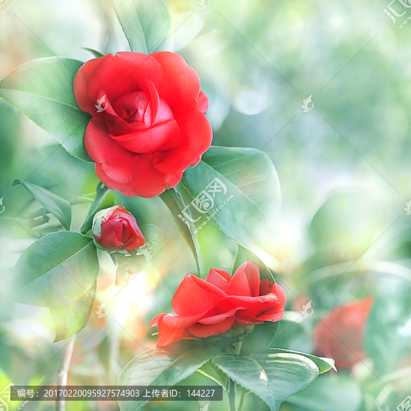 夢(mèng)幻茶花