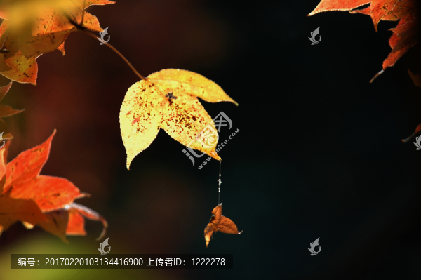 楓葉