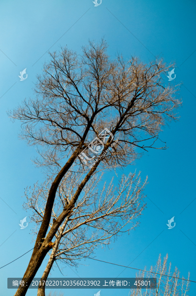 大樹樹枝