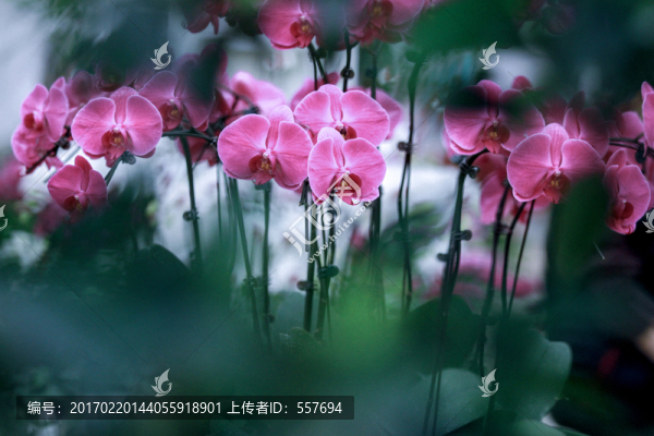 蝴蝶蘭