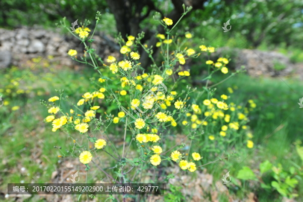 野花,野草