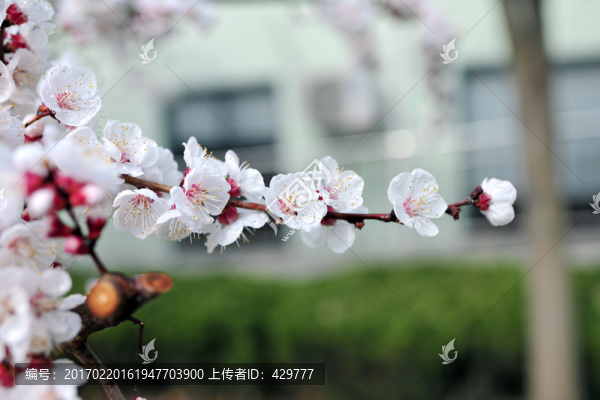杏花,杏樹