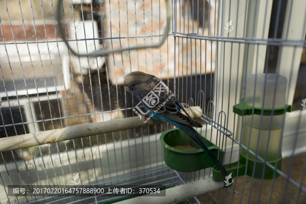 虎皮鸚鵡,寵物鳥,小鳥,飼養(yǎng)