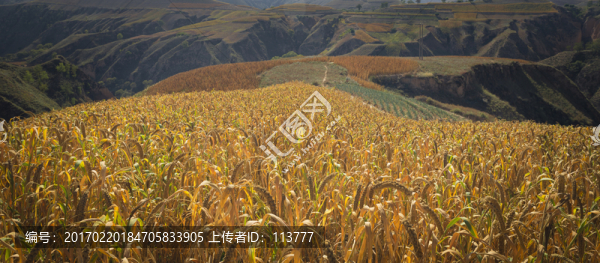 谷子,美麗陜北,豐收景象