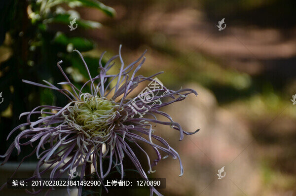 花之素雅
