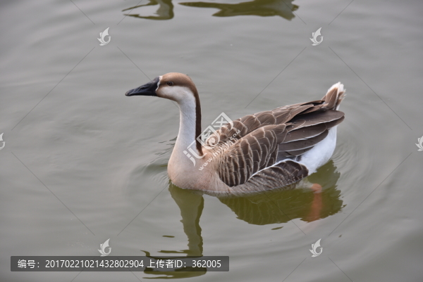鵝