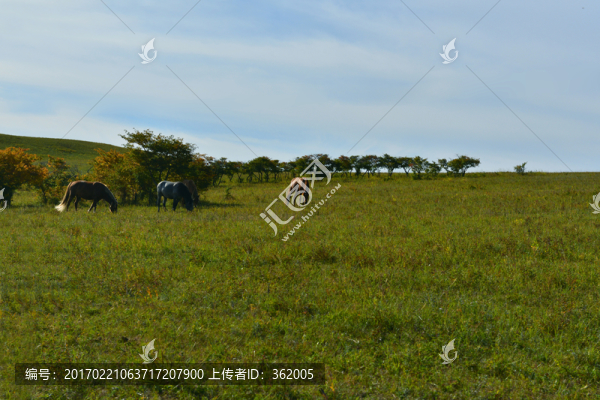 草原馬