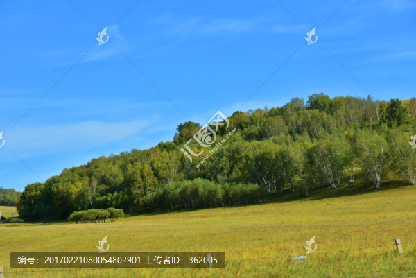 樹林