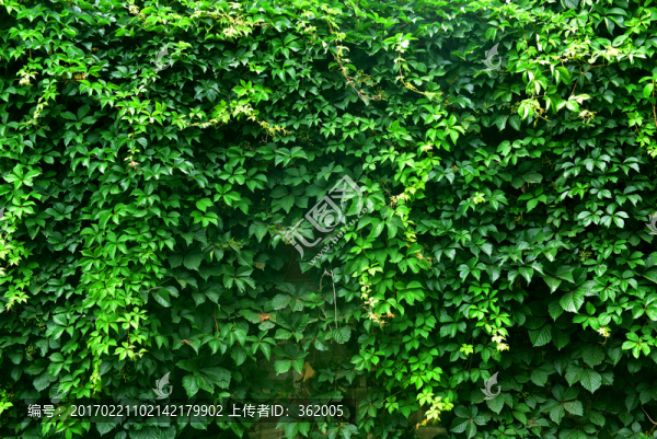 爬山虎