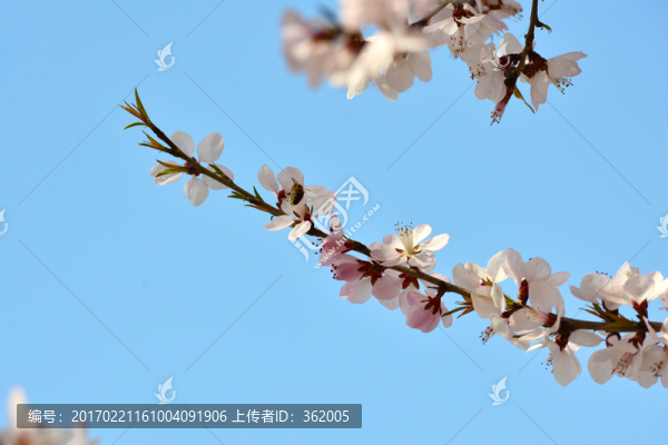 杏花