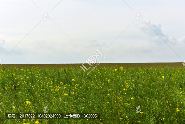 油菜花