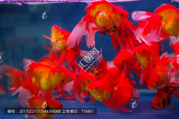 長尾紅黃鎏金,金魚