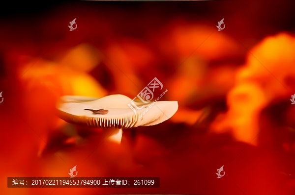 蘑菇