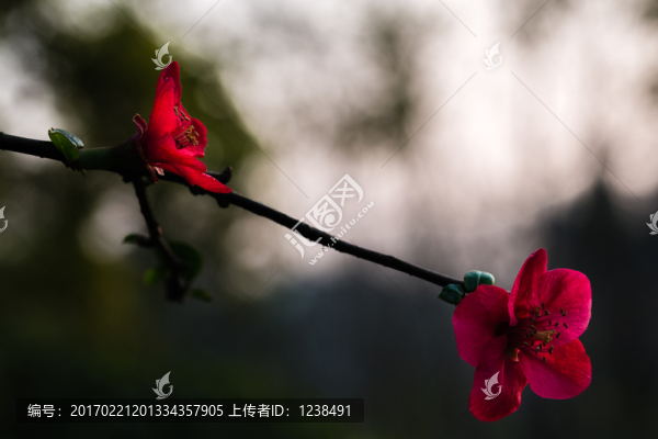 海棠花