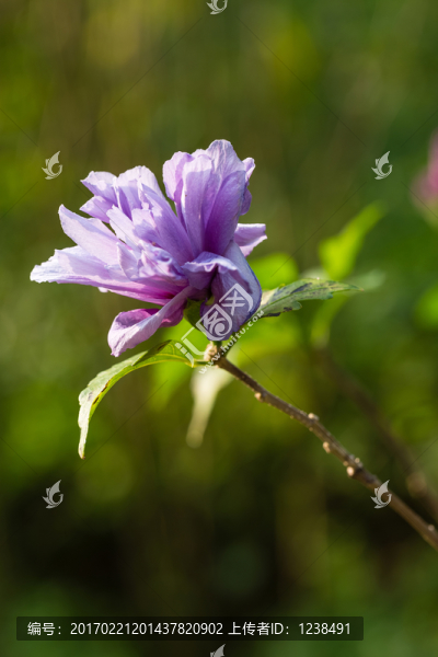 紫色小花