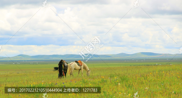 草原牧馬