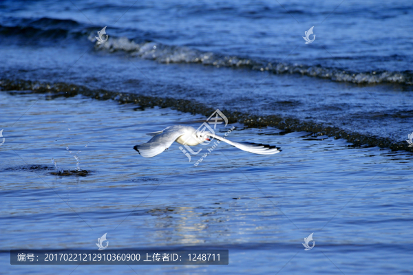 海面飛起的海鷗