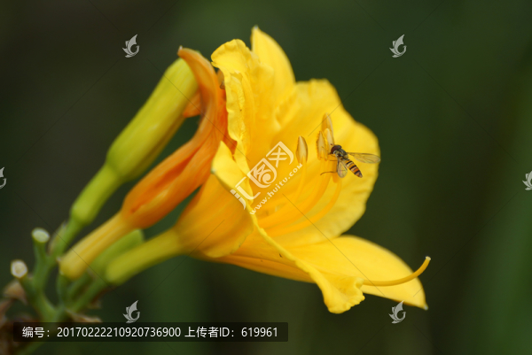 萱草