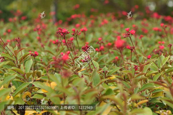紅花灌木