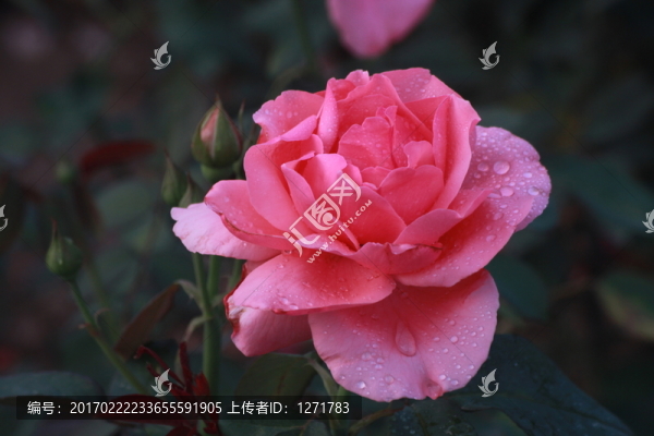 玫瑰