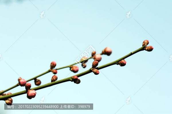 梅花