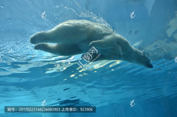 動(dòng)物園北極熊
