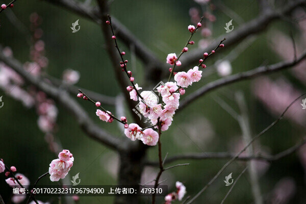 梅花,花,花卉,花朵