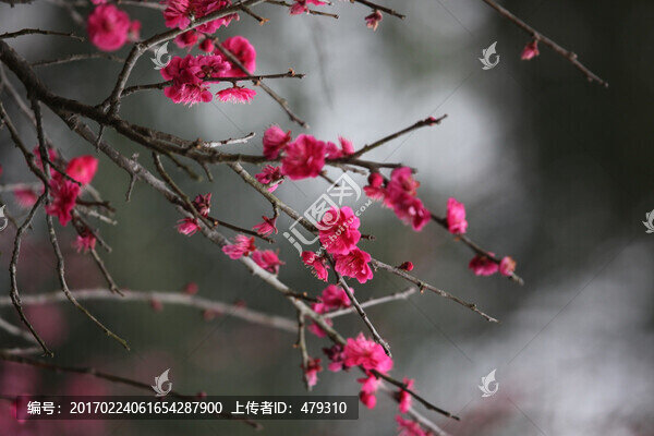 梅花,花,花卉,花朵,花海