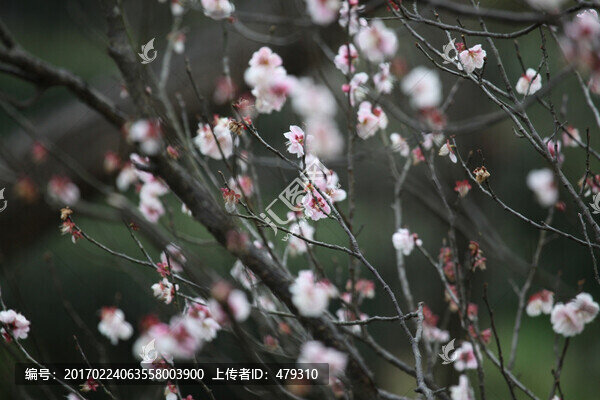 梅花,花,花卉,花朵,花海