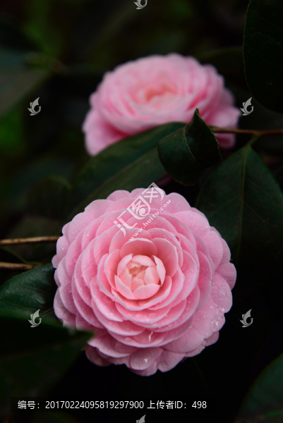 茶花,綻放