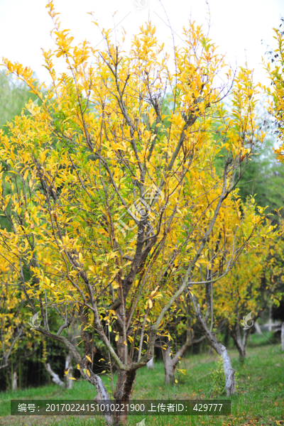 石榴園,,石榴樹(shù)