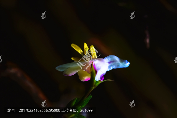 花瓣
