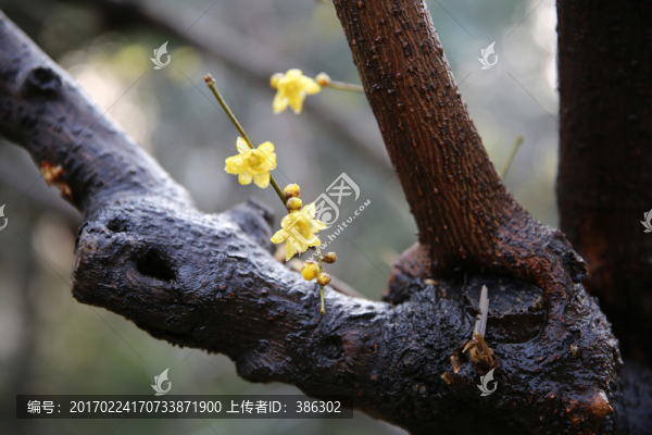 雨中臘梅